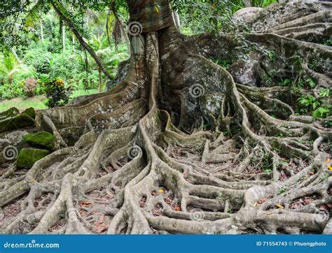 The Huge Tree At Elephant Temple In Bali Indonesia Stock Image Image