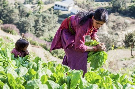Building Climate Resilience In Nepal Sustainable Food And Agriculture