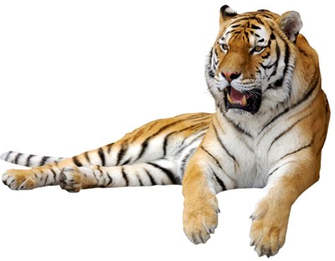 Sitting Tiger Png Transparent Picture Free