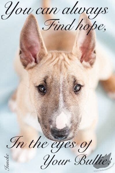 35 Bull Terrier Quotes And Sayings The Paws