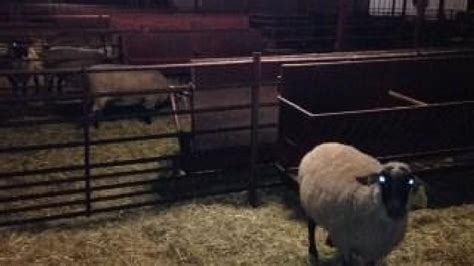 Fresno State Student Arrested For Having Sex With Sheep Kmph
