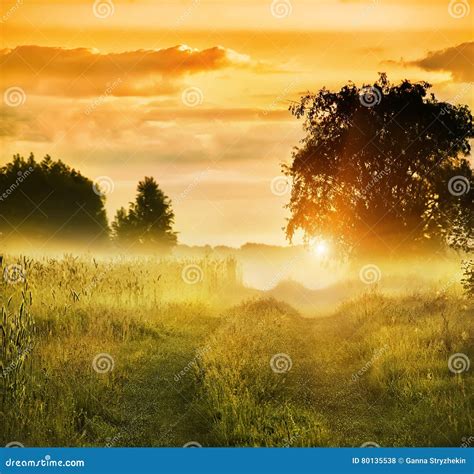 Dirt Road Among Meadows And Trees In The Morning Mist Stock Photo