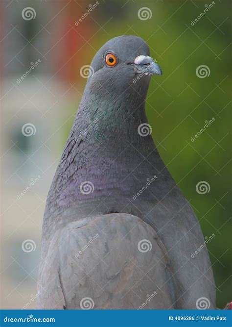 Grey Dove Stock Photo Image Of High Beak Single Sideways 4096286