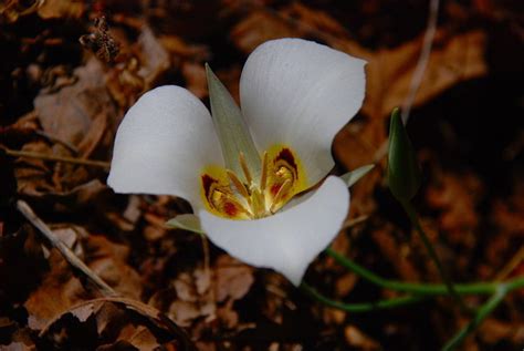 Sego Lily Utahs State Flower Photo