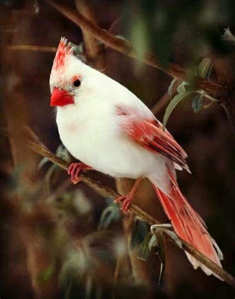 Top 3 Pretty Birds Stunning Nature