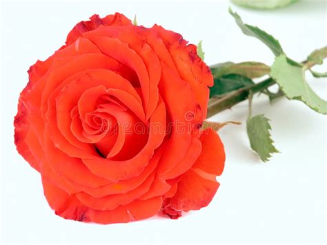 A Red Rose Stock Photo Image Of Lifestyle Color Beautiful 157150