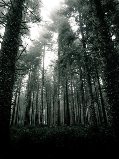 Dark Pine Trees Forest Stock Image Image Of Trees Pine 209199991