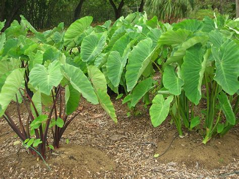 15 jenis tanaman obat dan manfaatnya. Mengenal Tanaman Araceae dan Manfaatnya - Agrozine