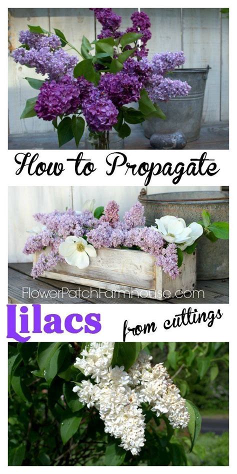 Do You Have An Old Favorite Lilac Bush You Want To Propagate Rooting