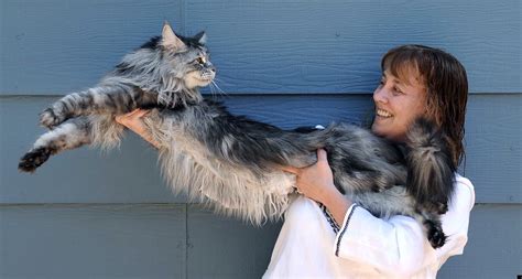 Maine Coon A Raça Dos Maiores Gatos Do Mundo Pet Shop Rj