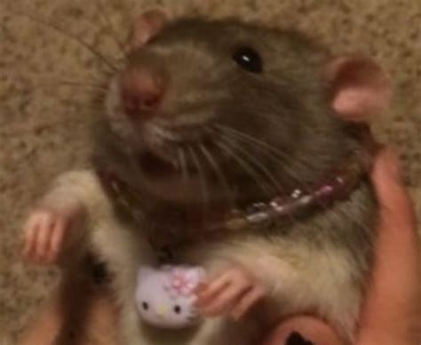 Pin By Brenna Crites🧸 On Rat Bois In 2020 With Images Cute Rats