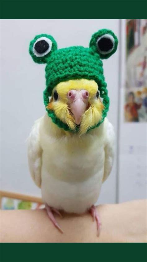 Pin By Tf Daltonator On Memes Funny Parrots Funny Birds Pet Birds