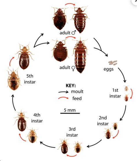 Baby Bed Bugs How Big Are They And What Do They Look Like