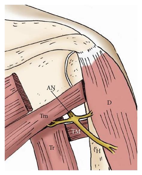 Axillary Shoulder Anatomy