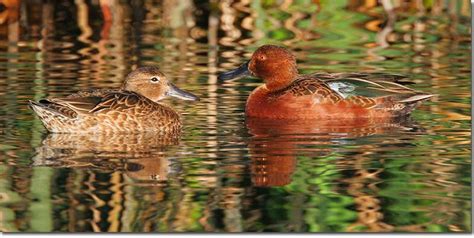 Cinnamon Teal Id Facts Diet Habit And More Birdzilla