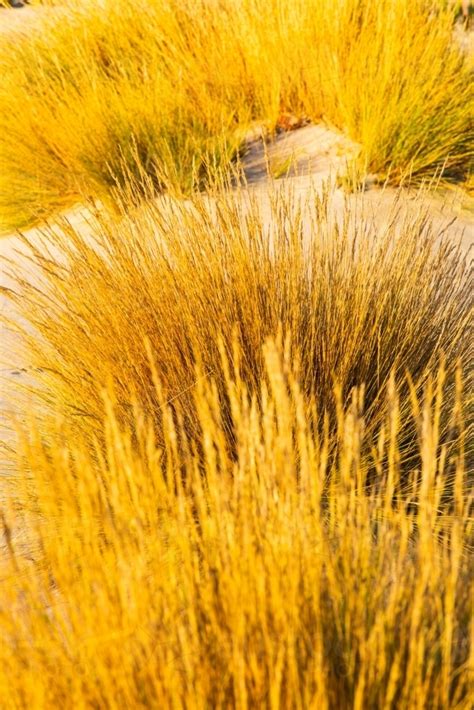 Image Of Coastal Grasses And Sedges Growing On A Sand Dune Austockphoto