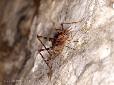 How did i get cave crickets? Pin on Home Remedies