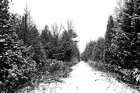 Winter Woods Photograph By Debbie Oppermann Fine Art America