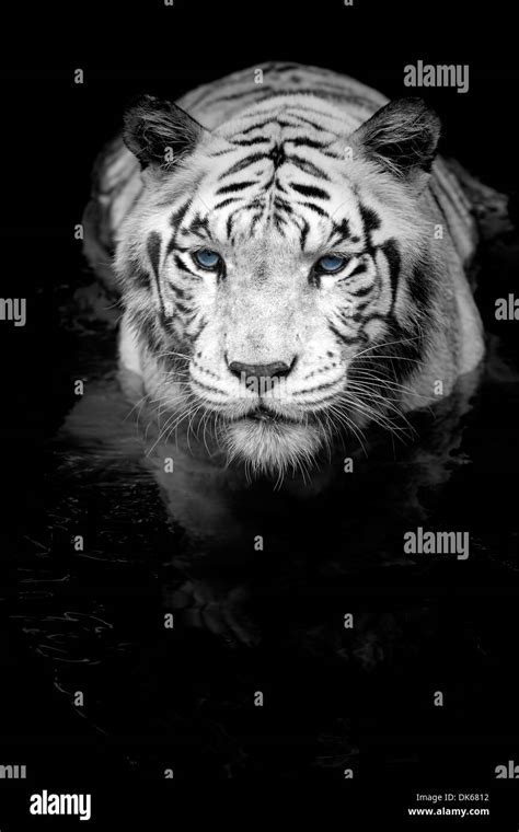 Blue Water Tiger Hi Res Stock Photography And Images Alamy