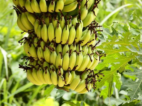 Banana Bunch Free Stock Photo Public Domain Pictures
