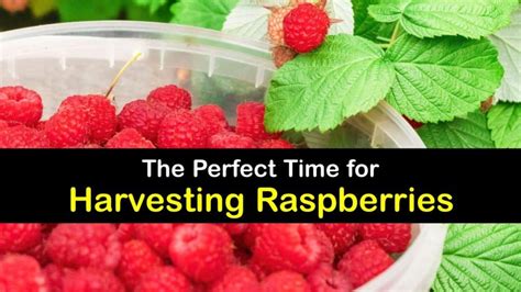 Raspberry Harvest Time How And When To Pick Raspberries