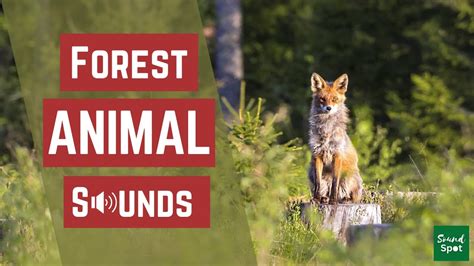 Forest Sounds Top 8 Different Forest Animal Sounds Youtube