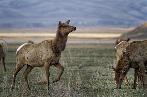 The Cow Elk Photograph By Belinda Greb Pixels