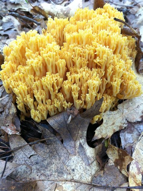 Coral Mushrooms Very Common Up Here Although The Flavor