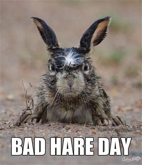 Bad Hair Day Funny Pictures Dump A Day