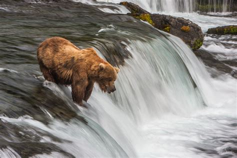 Coastal Brown Bears Of Katmai National Park Alaska Pics Matador