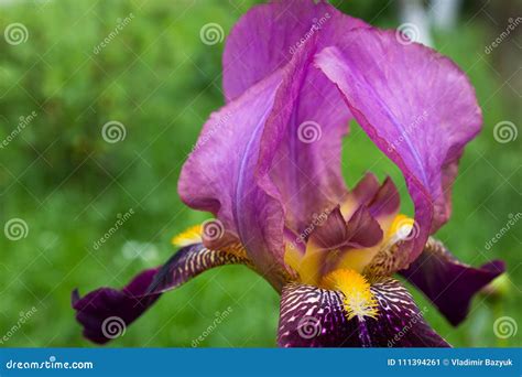 Bearded Iris Cultivar Stock Image Image Of Attractive 111394261