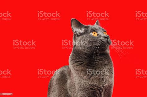 Gray Chartreux Cat Looking Up Stock Photo Download Image Now