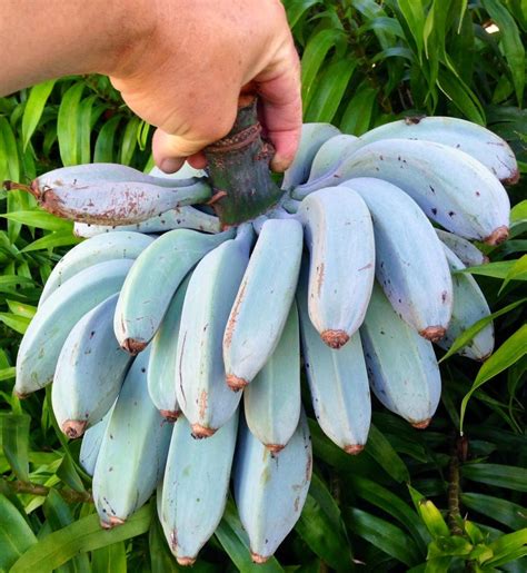 Seeds Extremely Rare Semi Dwarf “blue Java” Aka Ice Cream Banana