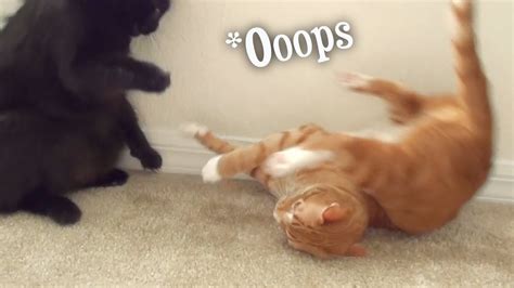 Funny Cat And Kitten Fails Compilation Youtube