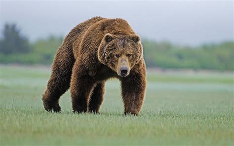 They are a taller version of cubs. bears, Nature, Animals, Grizzly Bear, Grizzly Bears ...