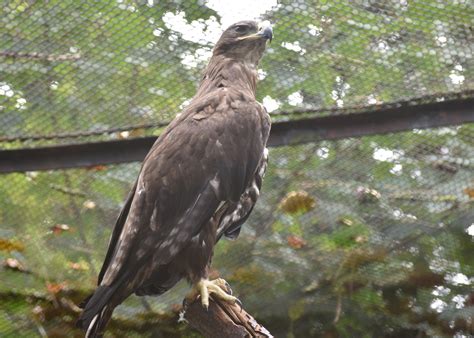 Zootografiando 6100 Animals Águila Esteparia Steppe Eagle Aquila
