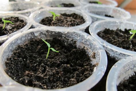 Seed moisture content kapan suatu biji/buah periode masak/matang (maturation of seed). Cara Menanam Cabe Rawit Dari Biji Di Polybag