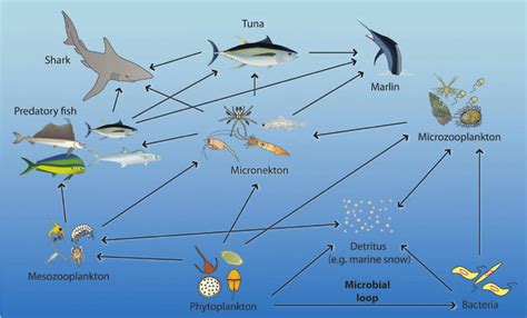 Simplified View Of The Generalised Food Web Supporting Tuna And Other