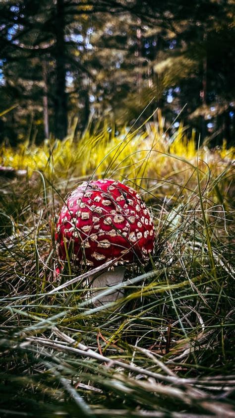 Vertical Of A Poisonous Amanita Muscaria Mushroom Captured In A Forest