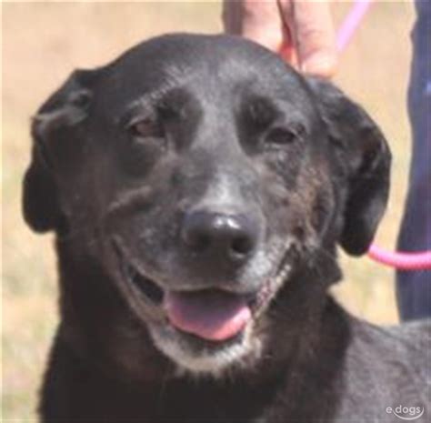 Labrador Retriever Hündin 7 Jahre Schwarz