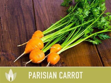 Parisian Carrot Heirloom Seeds Seed Packets Vegetable Etsy