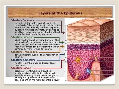 The Integumentary System Slide Show