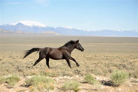 15 Images Of American Mustangs