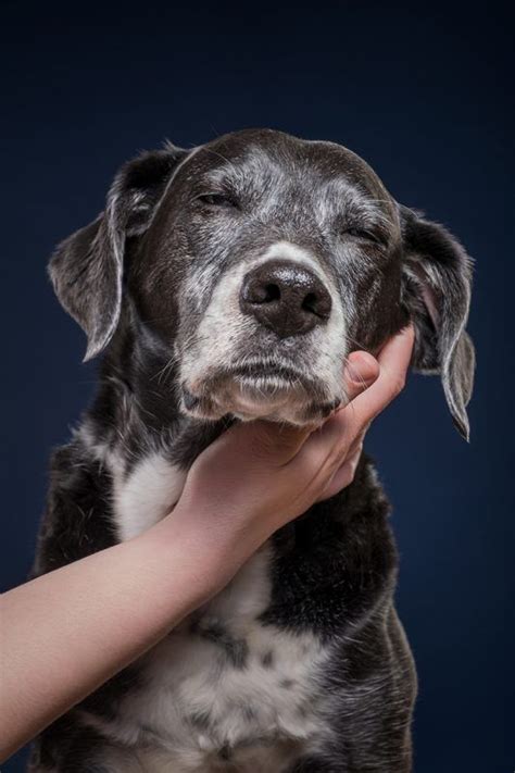 You are interested in learning german in germany? Elke Vogelsang Pet Photography | Germany | Animal ...