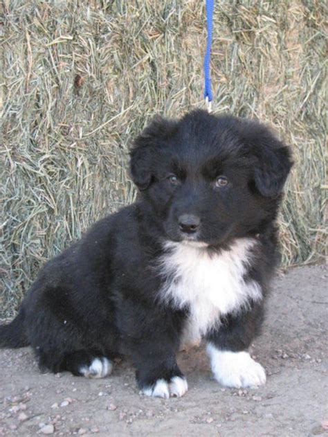 Border Collie Australian Shepherd Mix Puppies For Sale Near Me Is The