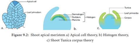 We did not find results for: Meristematic Tissue - Characteristics, classification ...