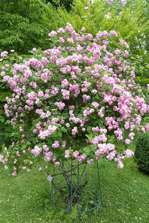 What Are The Different Types Of Shrub Roses Gardeners Path