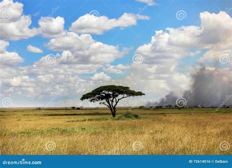 Lonely Tree In The African Savanna Stock Photo Image Of Nature Smoke