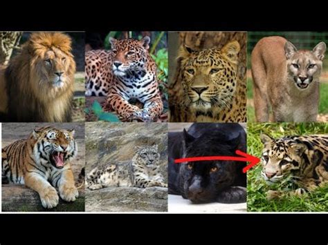 All Big Cats Sound Effects...Including Clouded Leopard ...