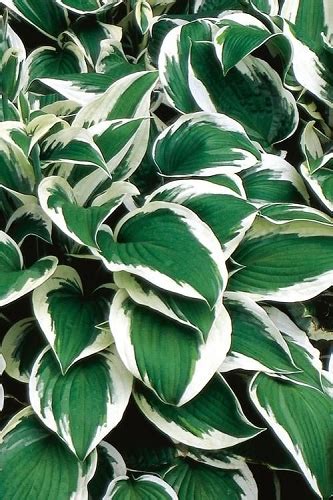 Buy Stained Glass Hosta Lily Free Shipping Wilson Bros Gardens 1